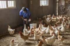 拉白痢、喜臥、腿瘸等大腸桿菌現(xiàn)象層出不窮？