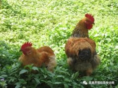 夏季高溫解暑抗應激解決腸道菌群紊亂??！