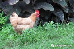 散養(yǎng)土雞最注重的想必大家都知道，球蟲(chóng)幾乎全