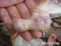 肉雞最頭疼的還是腺肌胃炎，到底該怎么解決？